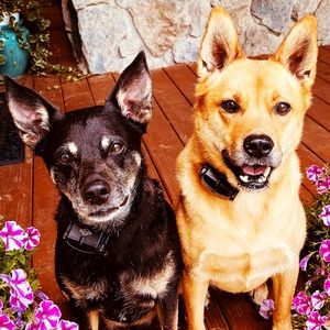 Meet your Posher, Alexis